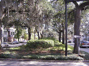 Savannah Trees with Moss
