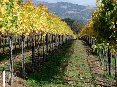 Sonoma Wine Country